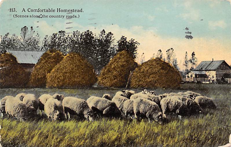 Comfortable Homestead Sheep 1912 postal marking on front