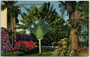 M-9440 Travelers Palm in Florida