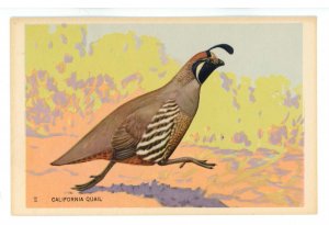 Birds - California Quail