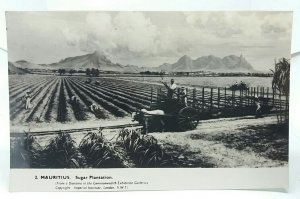 Mauritius Sugar Plantation Vtg RP Postcard Imperial Institute Diorama Plain Back