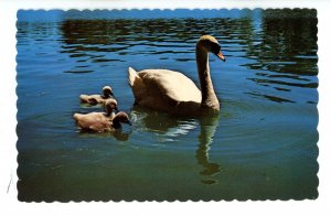 Birds - Swan & Cygnets