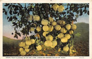 Lower Rio Grande Valley Grape Fruit Cluster  - Rio Grande Valley, Texas TX Po...