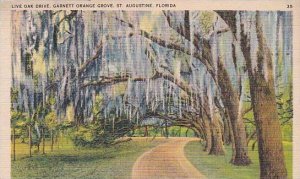 Florida Saint Augustine Live Oak Drive Garnett Orange Grove The Oldest City I...