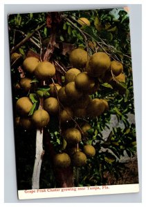 Vintage 1900s Postcard Grape Fruit Cluster Growing Near Tampa, Florida