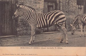 BURCHELL'S ZEBRA (EQUUS BURCHELLI) SOUTH AFRICA~1904 PHOTO POSTCARD