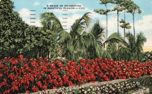 Vintage Postcard 1958 A Hedge of Poinsettias Tropical Plant Beautiful Florida FL