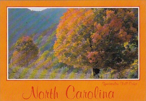 Spectacular Fall Color Charlotte North Carolina