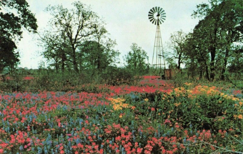 Postcard Wild Flowers Texas 