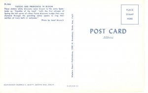 PC6240 PYUCCAS AND FREMONTIO IN BLOOM