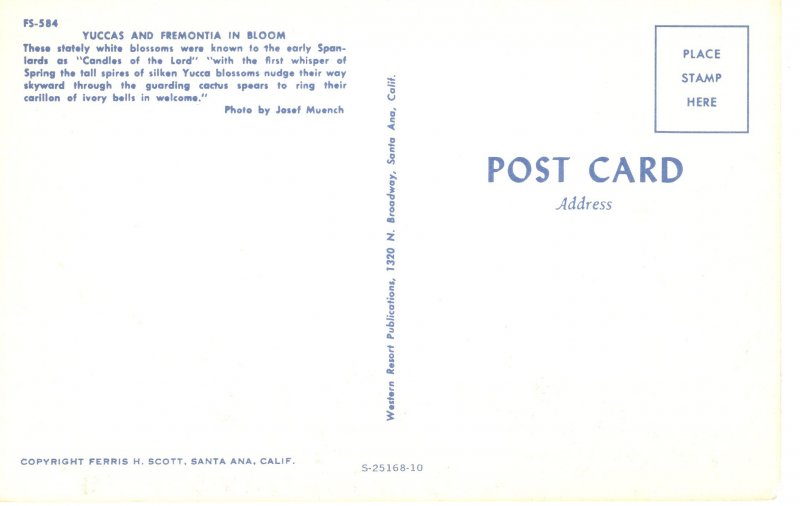 PC6240 PYUCCAS AND FREMONTIO IN BLOOM