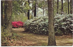 US Norfolk, Virginia - Botanical Gardens.   used , mailed 1983.