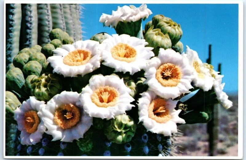 Postcard - Saguaro Cactus Flowers - Arizona