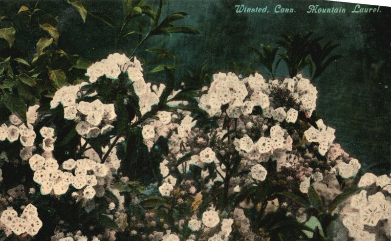 Vintage Postcard 1920's Mountain Laurel Flower Winsted CT Connecticut