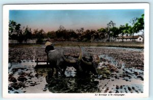 RPPC  SOUTH VIETNAM ~ Farming Scene HARROWING in Countryside Tinted Postcard