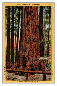 Neck Breaker Big Trees Park Santa Cruz Co. CA Vintage Standard View Postcard