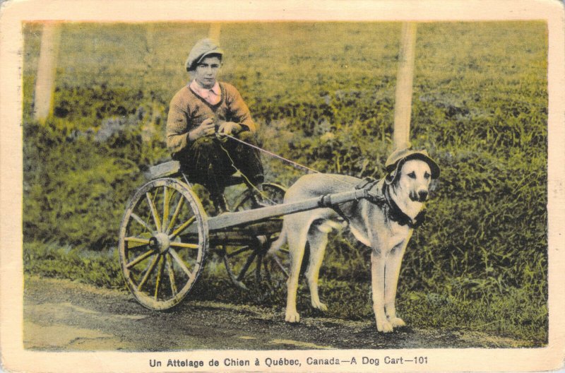 Un Attelage de Chien a Quebec Canada A Dog Cart Photogelatine W-Border Postcard 