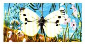 Brooke Bond Tea British Butterflies No 42 Green-Veined White