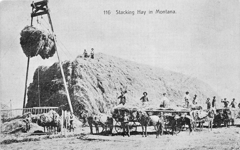 MONTANA c1910 Postcard Stacking Hay Farmers Hay Hoist