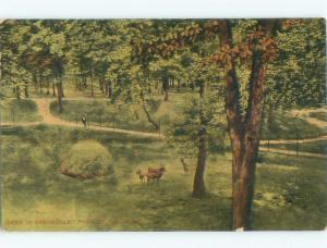 Divided-Back DEER AT PARK St. Louis Missouri MO c9321