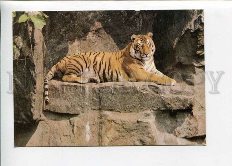 3130997 Charming TIGER old Color PHOTO PC Russian