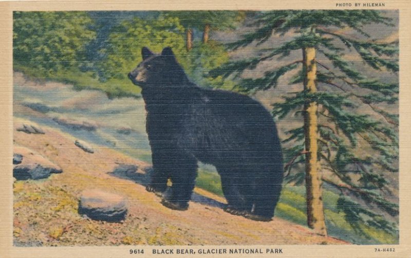 Glacier National Park MT, Montana - Black Bear photo by Hileman - Linen