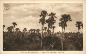 Panuco Valley Mexico MX Palm Wilderness Vintage Postcard