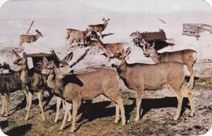 Wild Deer Herd in Winter - Rocky Mountain Region