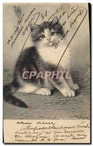 VINTAGE POSTCARD Cat Cats Kitten