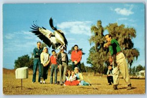 1960 Ocala Florida Postcard John Hamlet's Bird Prey King Vulture Rain Forest