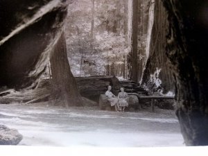 Santa Cruz County Big Trees Real Photo Postcard RPPC California Giant Trunks