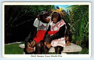 FLORIDA Comic ~ 2 CHIMPS ~ Bench Romance down Florida Way 1962  Postcard