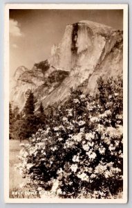 Half Dome And Azaleas Yosemite CA Real Photo Postcard D39