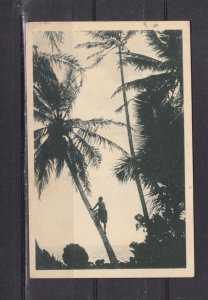CAROLINE ISLANDS, MAN CLIMBING COCONUT PALM TREE, c1920 ppc., unused.