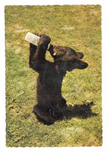 Lunch Time for Smokette Small Black Bear Baby Bottle Jack Reynolds 4X6 Postcard