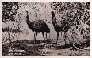 Emu Nest Australian Antique Real Photo