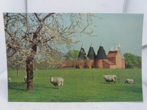 Vintage Postcard Kent in Springtime Sheep with Lambs Oasthouse Lambing Season