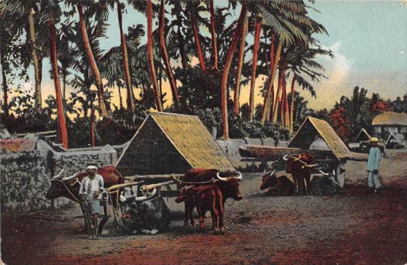 Philippine Islands    Ox Carts at Pampanga