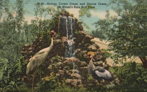 Vintage Postcard 1952 African Crow Crane & Saurus Crane Rare Bird Farm Miami FL