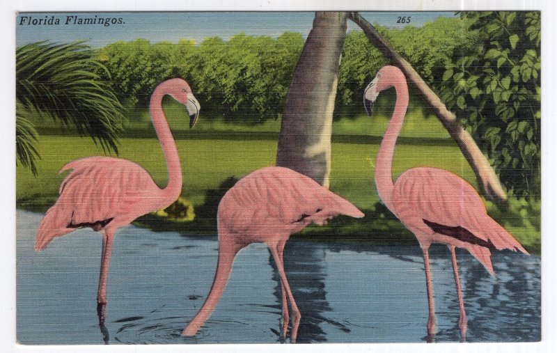 Florida Flamingos