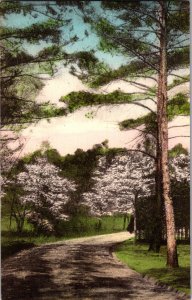 Greetings from Southern Pines, NC Handcolored Vintage Postcard L71