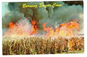 Burning Sugar Cane Before Harvest, Hawaii