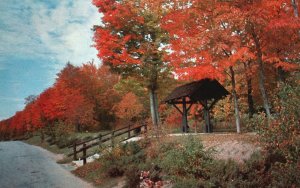 Vintage Postcard Tis Autumn Fall Trees Colors Along Road Michigan MI