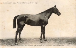 Infante La France Chevaline 1908 Race Horse Antique PB Postcard