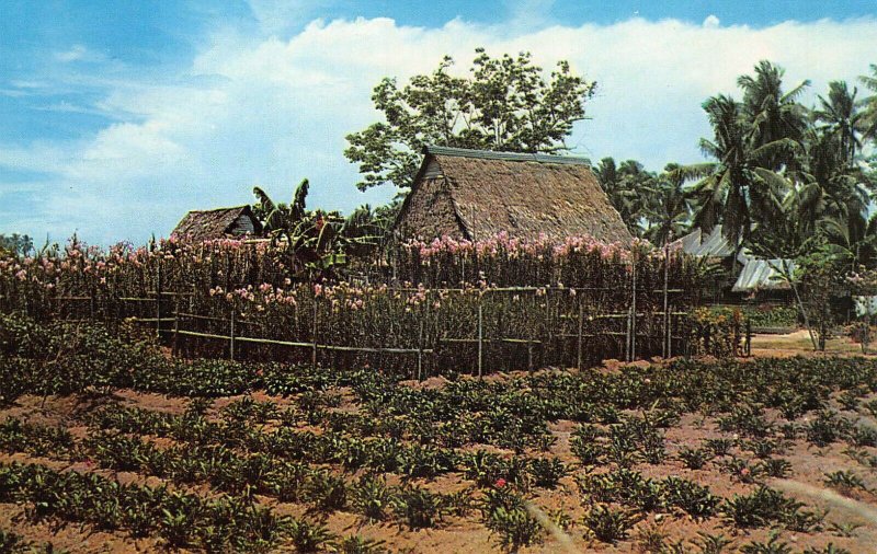 Singapore Farm House in Rural Area Postcard