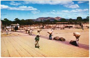 El Salvador Ateos Coffee Processing Plant Cleaning & Drying 1950s-1960s Postcard