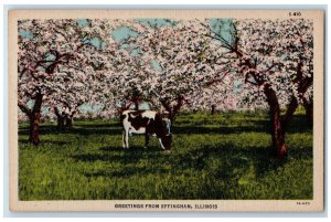 c1940's Greetings From Effingham Illinois Cow Man Blossom Trees IL Postcard