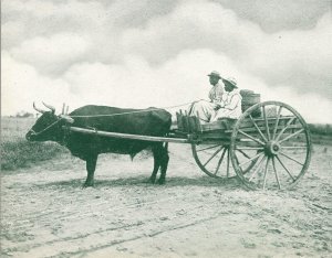 c1905 Postcard Black Woman And Girl In Ox Drawn Cart Newport News Virginia