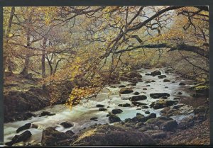 Wales Postcard - River Lledr, Bettws-y-Coed, Caernarvonshire  RR3153