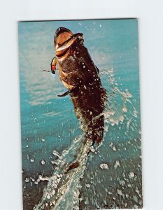 Postcard Large Mouth Bass