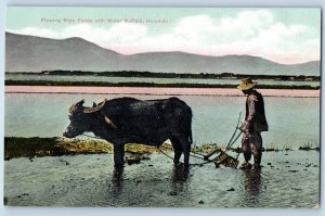 Honolulu Hawaii Postcard Plowing Rice Fields Water Buffalo Animals 1910 Unposted